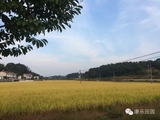 >>>乡村绿色田园生活